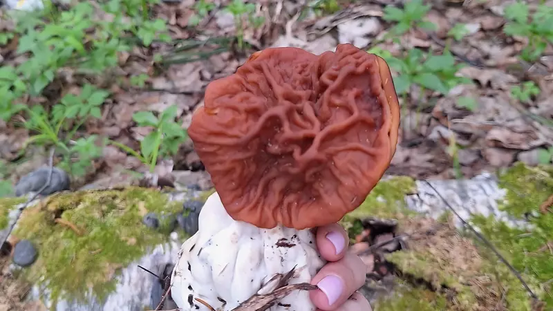 Нижегородка нашла редкий гриб. В комментариях спорят, можно его есть